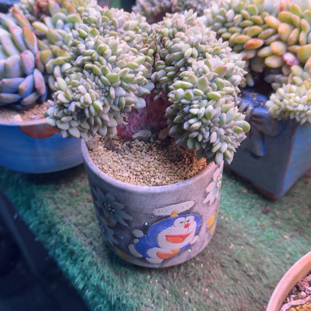 星影树缀无砍多肉