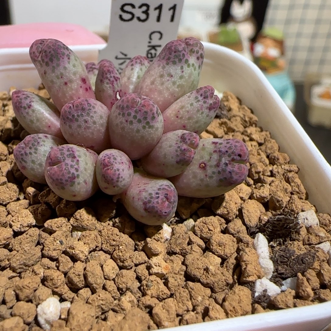 肉锥多肉植物组合-草莓斑马有疤882