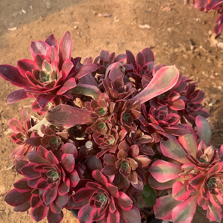 多肉植物女妖71号