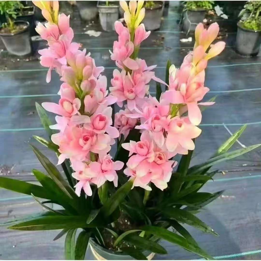 重瓣粉色晚香玉浓香型夜来香种球大花球根耐寒耐热多年生植物好种