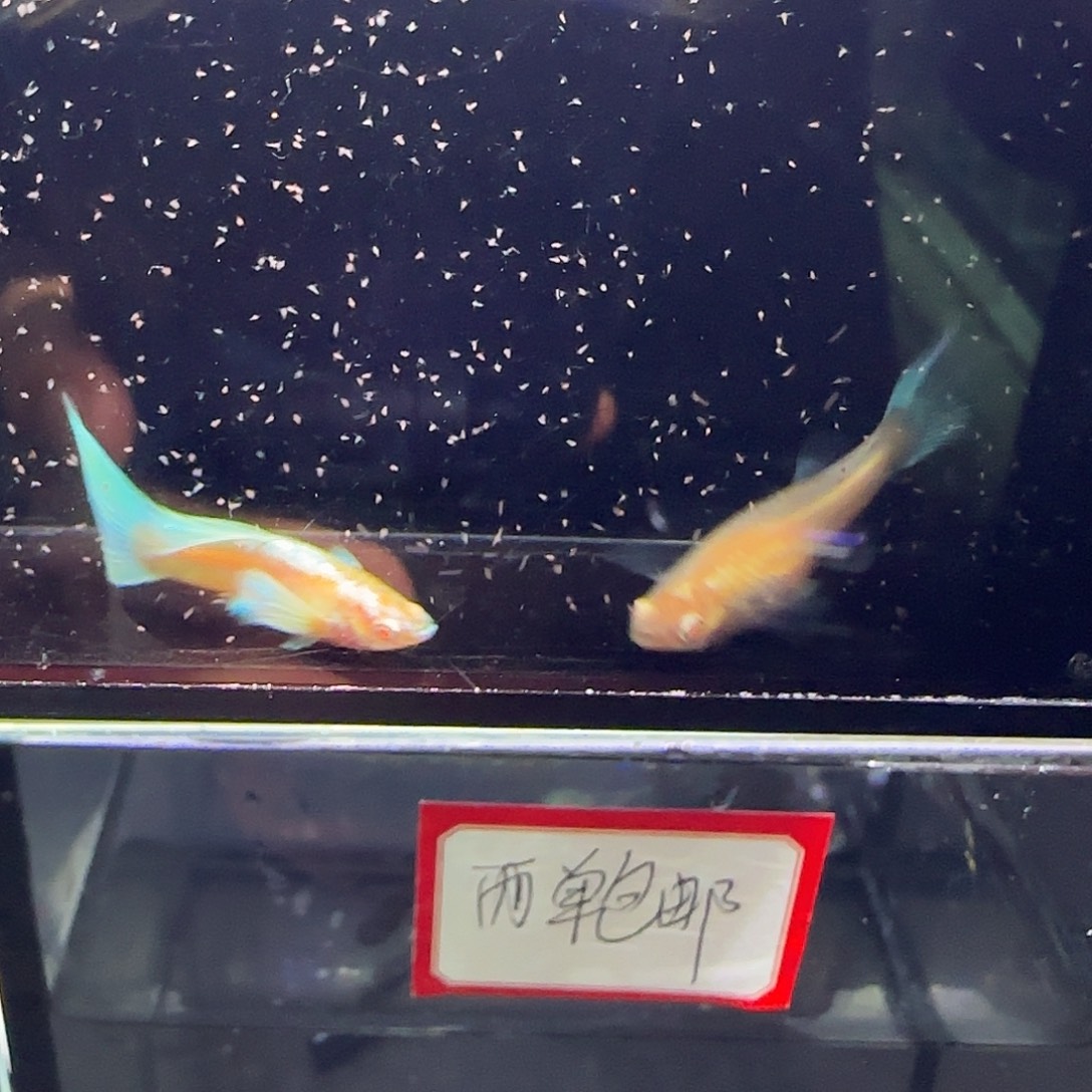 孔雀鱼蓝白飞船一对