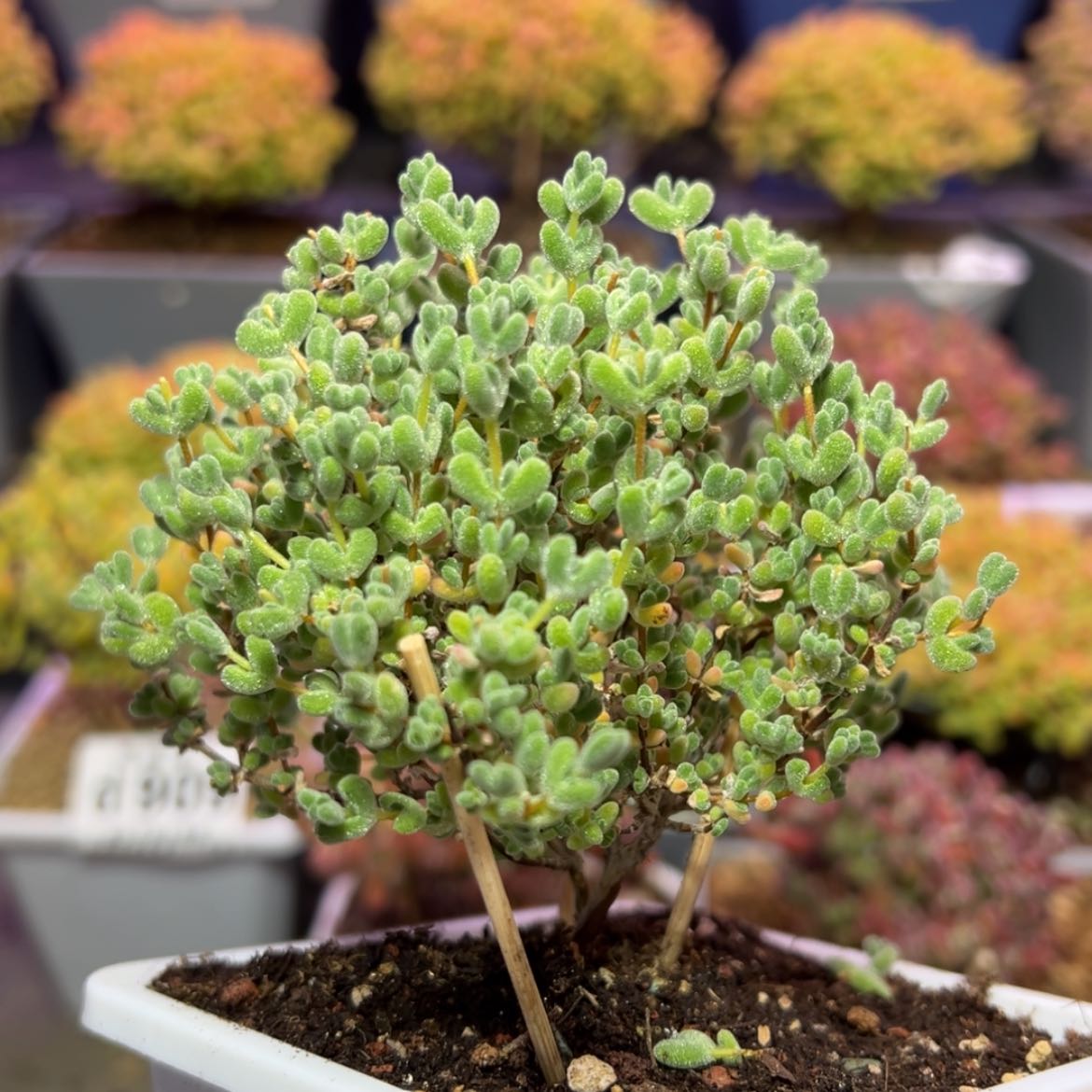 【闪购商品】d934老桩莱斯冠幅9.5cm