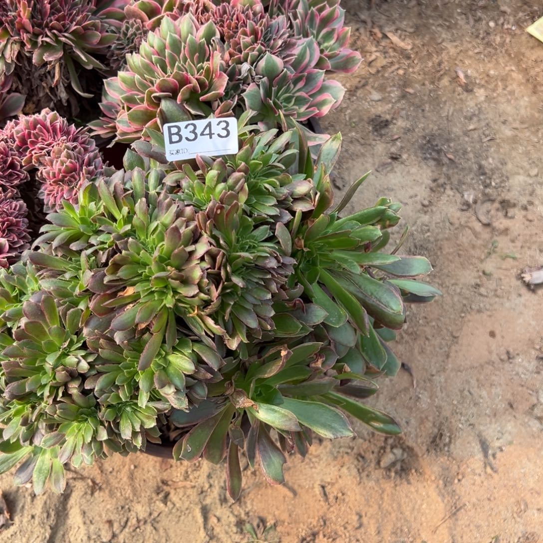 王***华343四颗组合多肉植物