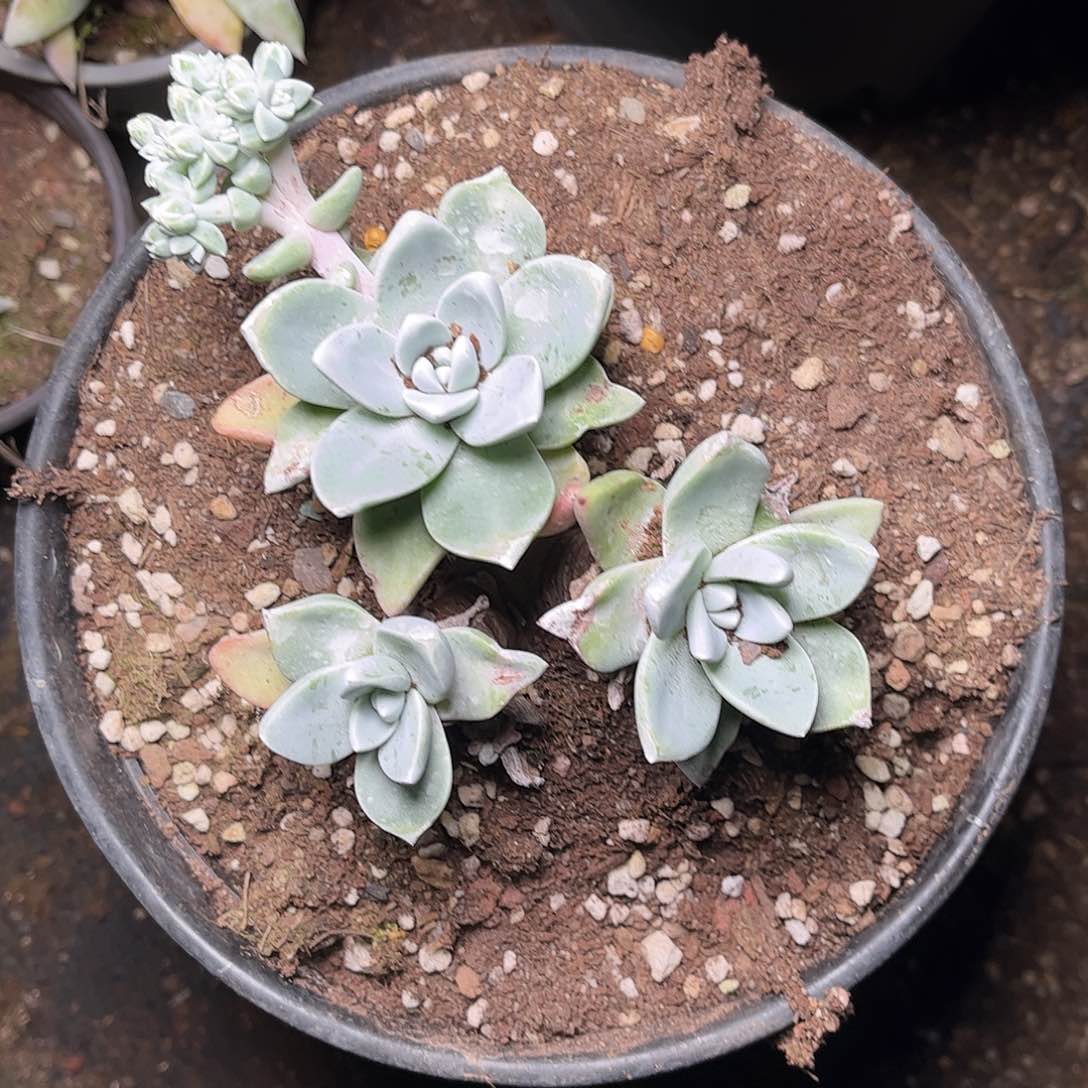 2394泡芙仙女杯多肉