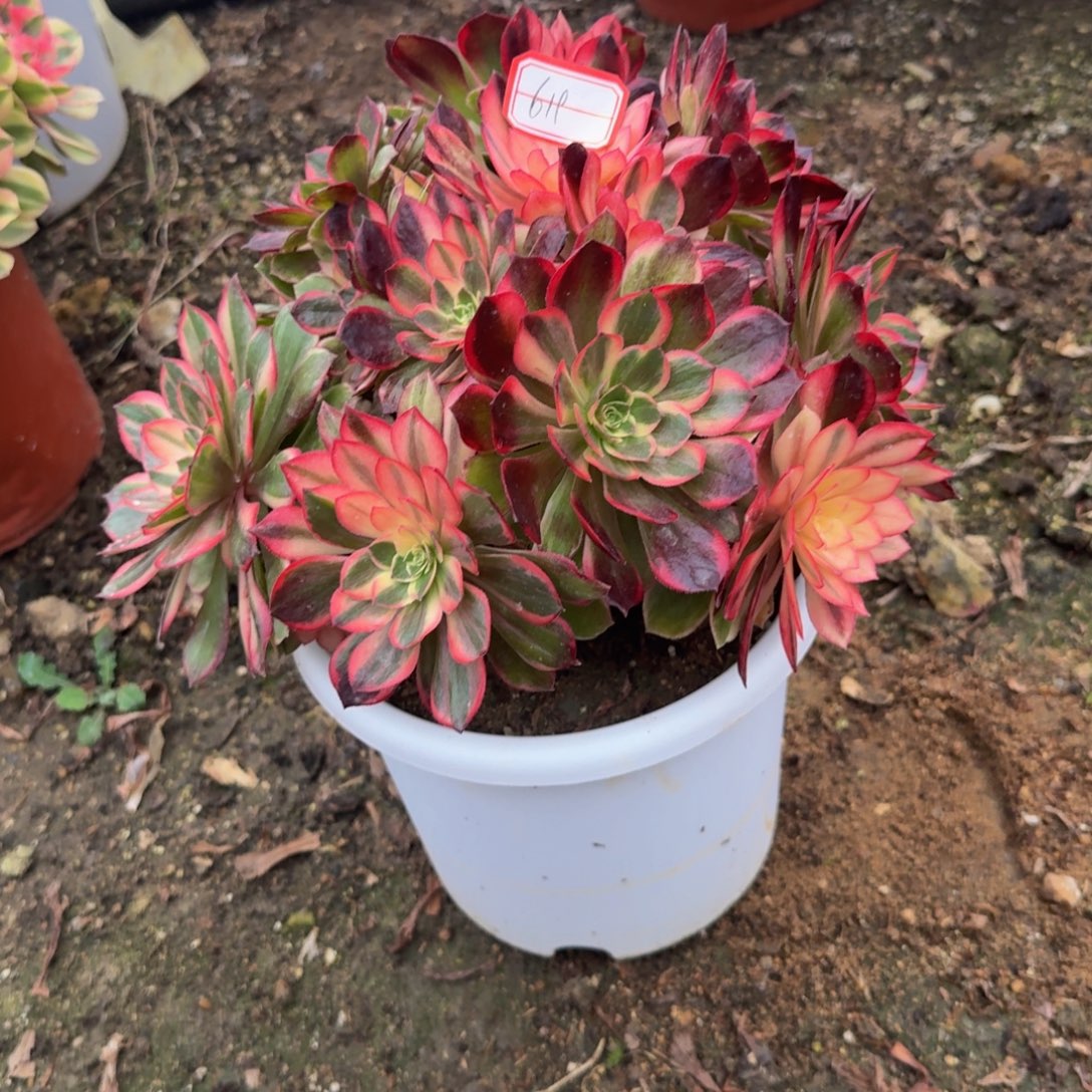 619黑魔锦 多肉植物