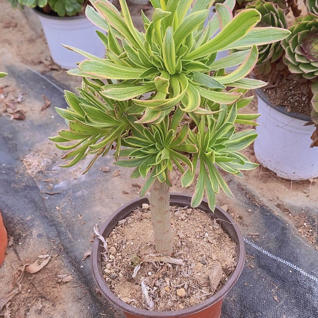 462虞姬多肉法师锦