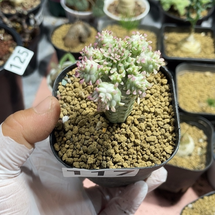 s***a117白桦麒麟大戟仙人球