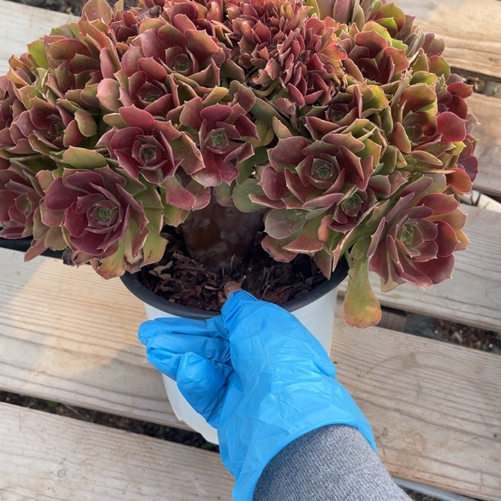 多肉的食物也要被人体内消化哦