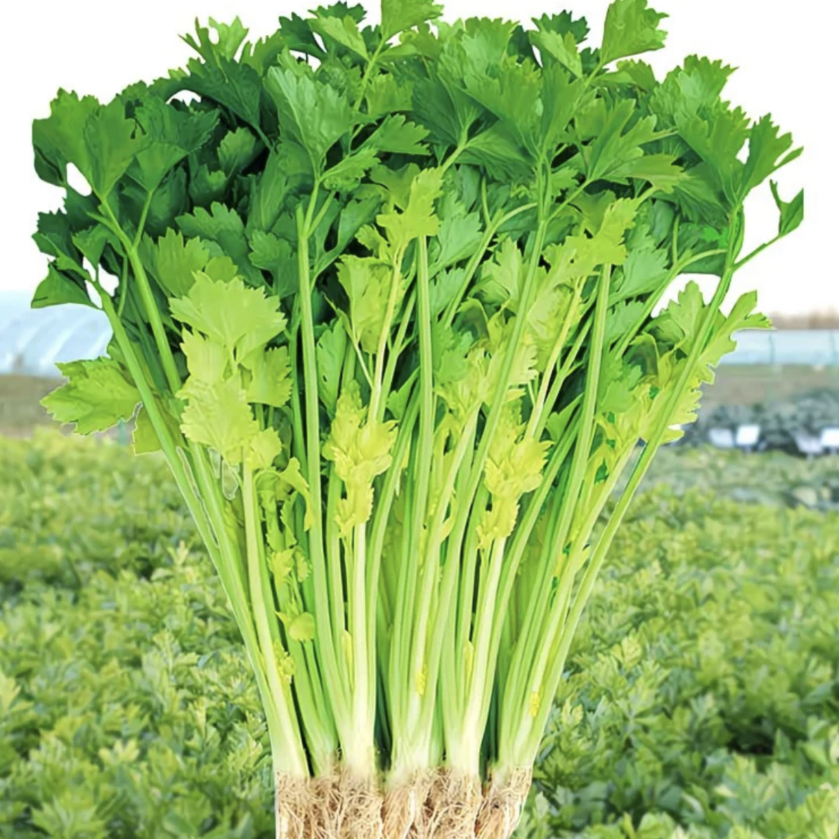 余干特色川葱，新品上市，买三斤再送一斤亏本带人气