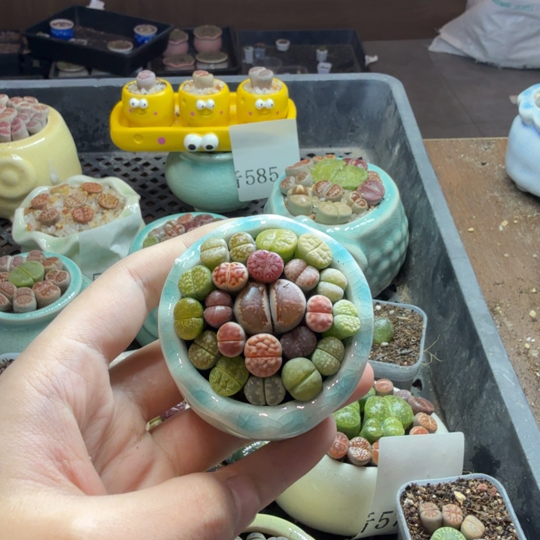 多肉葡萄的季节性551