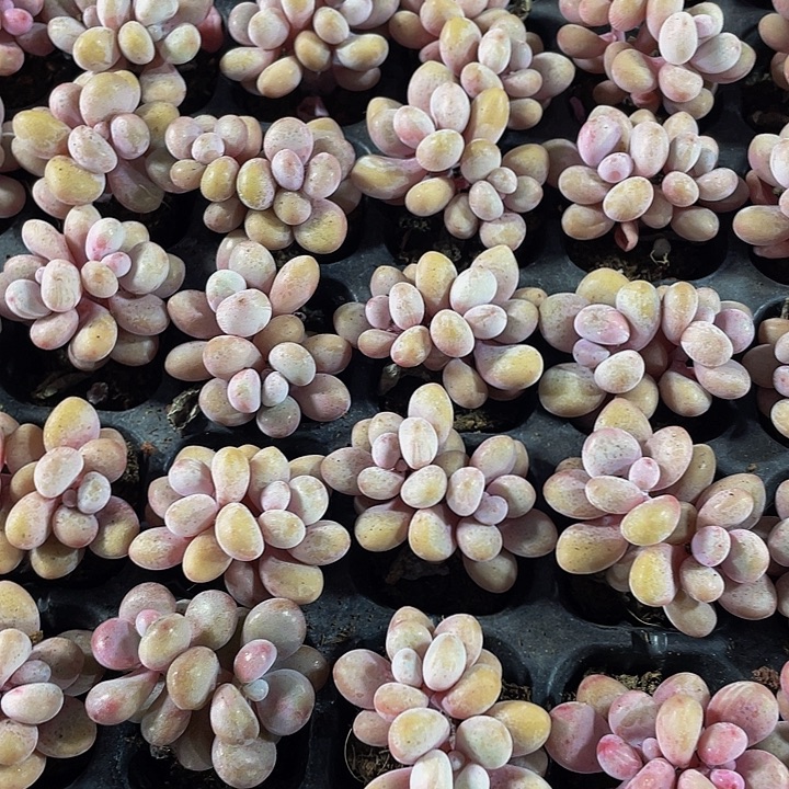 双头小桃蛋1元带土发货