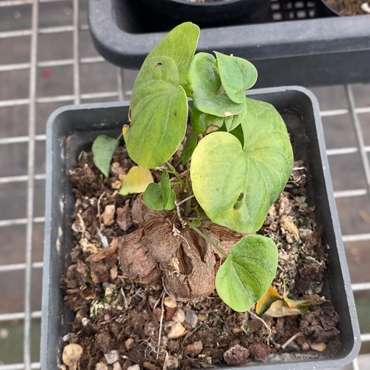 伯克利和格兰两位著名