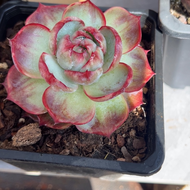 风****惊鸿仙子多肉植物