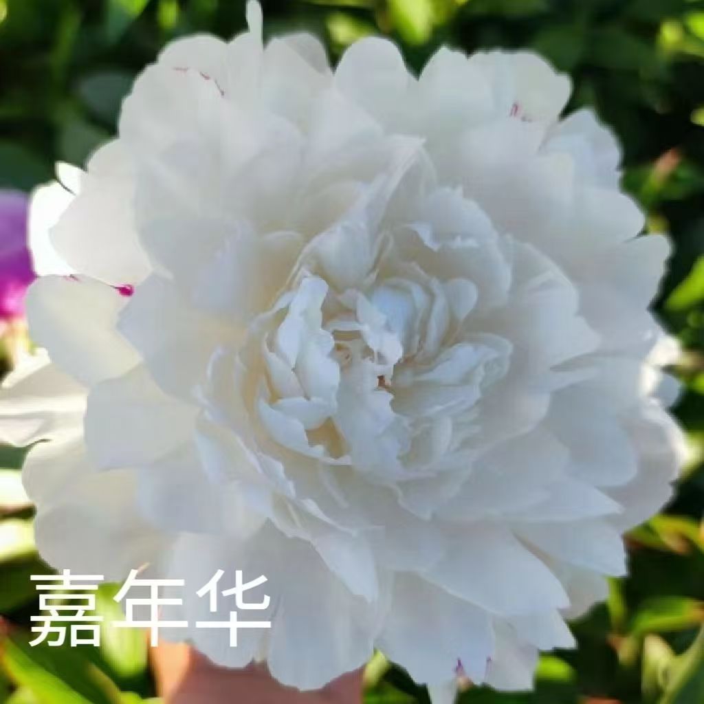 进口芍药白色嘉年华