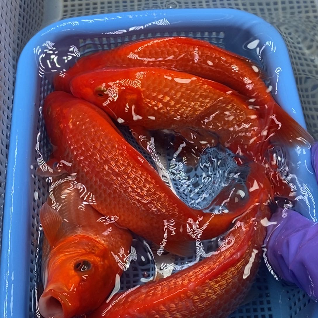 锦鲤冷水锦鲤包邮 5