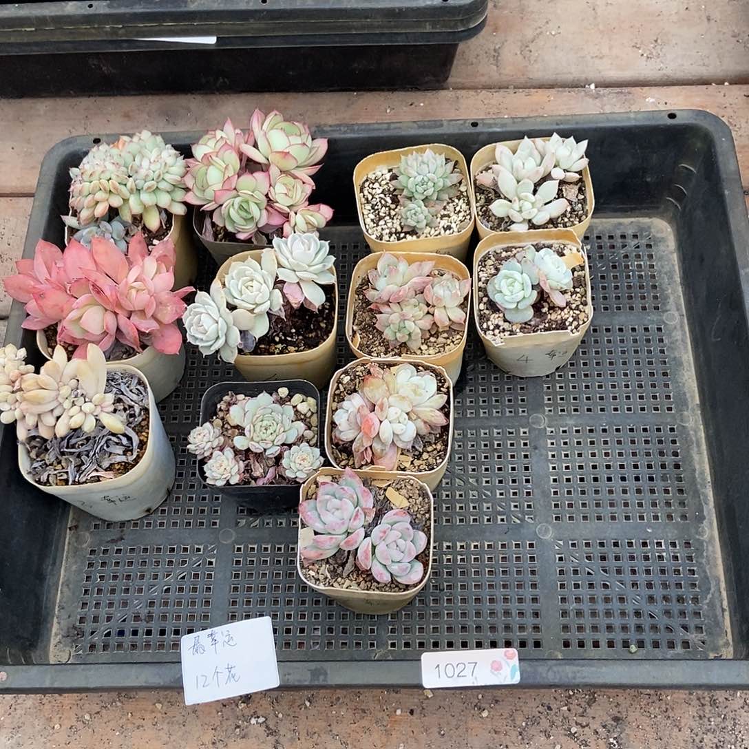 1027号花12个最幸运专拍广东