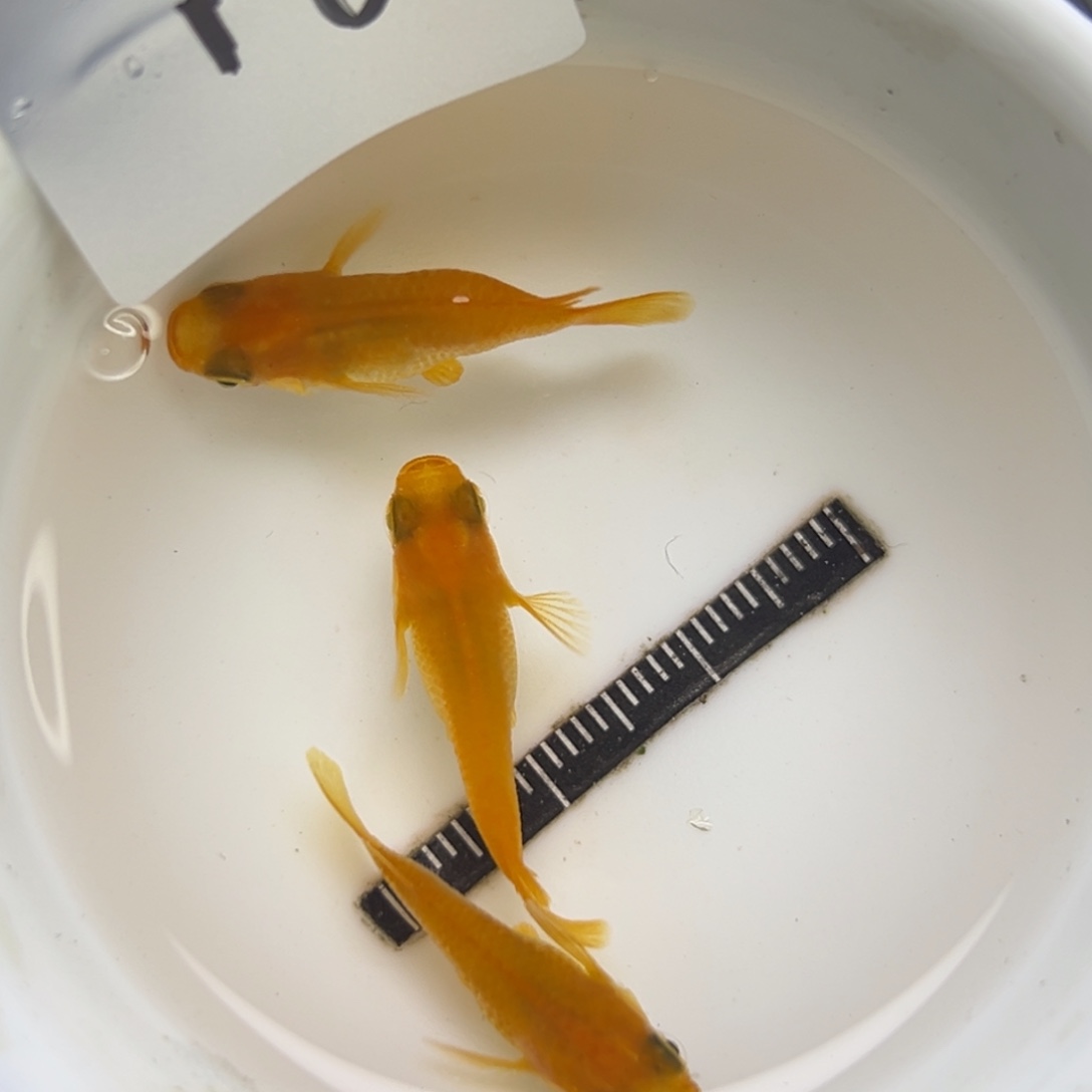 青鳉鱼16。       