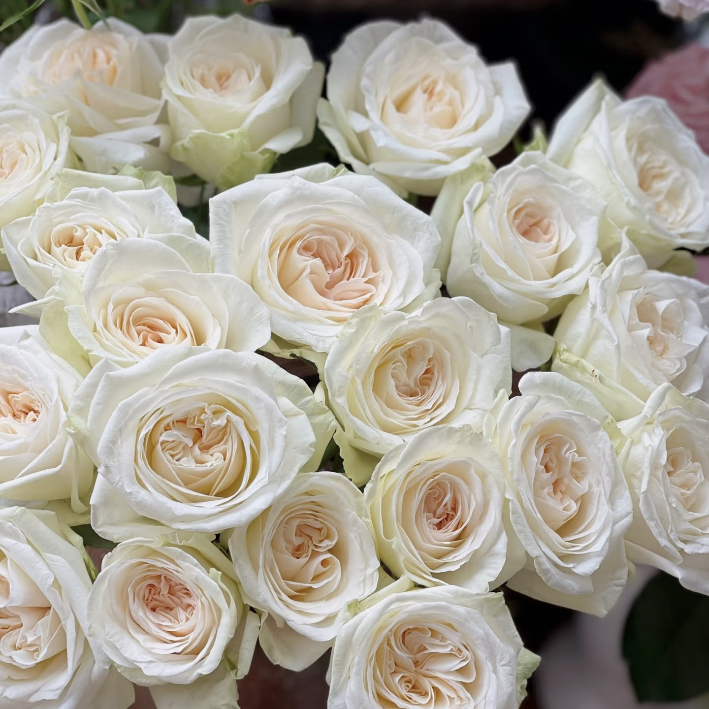 【金标白荔枝】【单头玫瑰】#鲜切花#鲜花 水养插花#云南基地直发