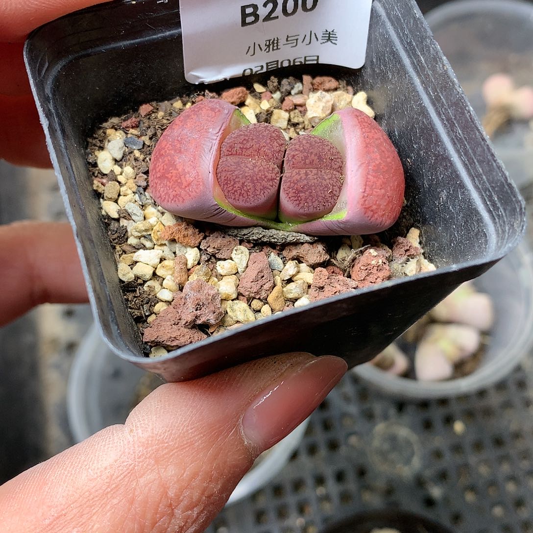 B200多肉植物保护研究所