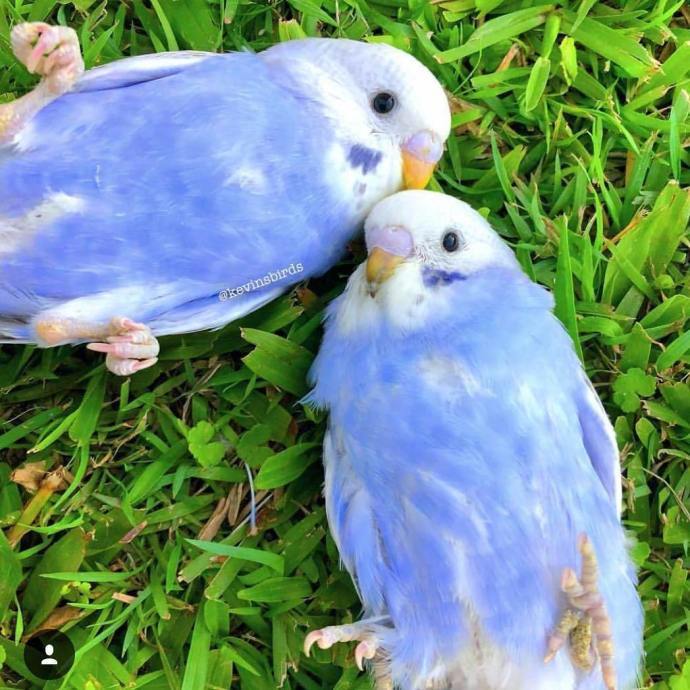 特色金彩鹦鹉包邮包活到家可爱粘人亲人互动一物一拍