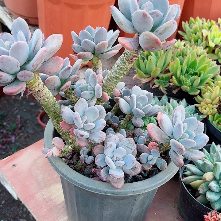 墨西哥美人老桩精品多肉盆栽