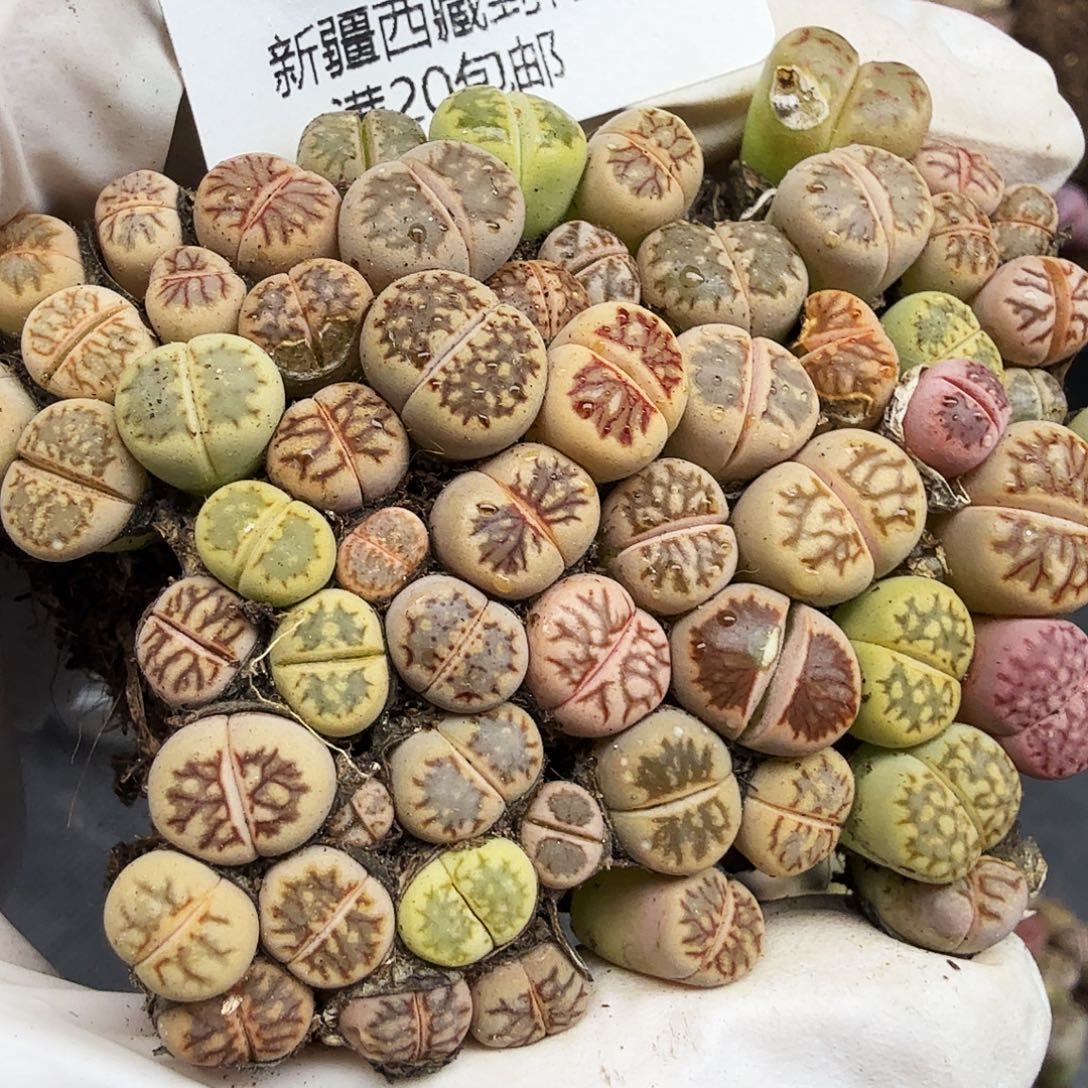 这个点睡一回是为了睡509好