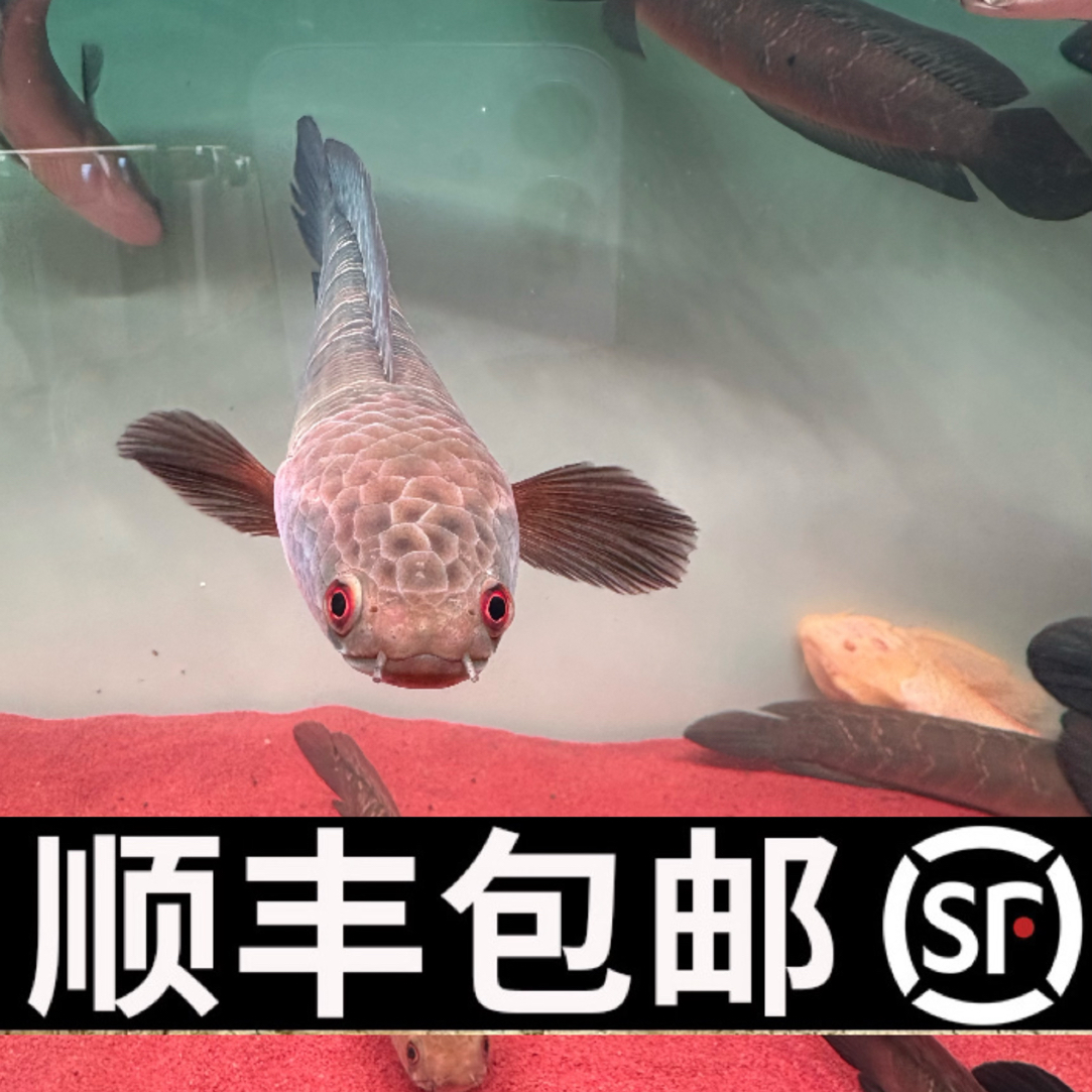 霸气红帝王红眼中加红魔神黑魔神雷龙粗纹爆花活体观赏鱼