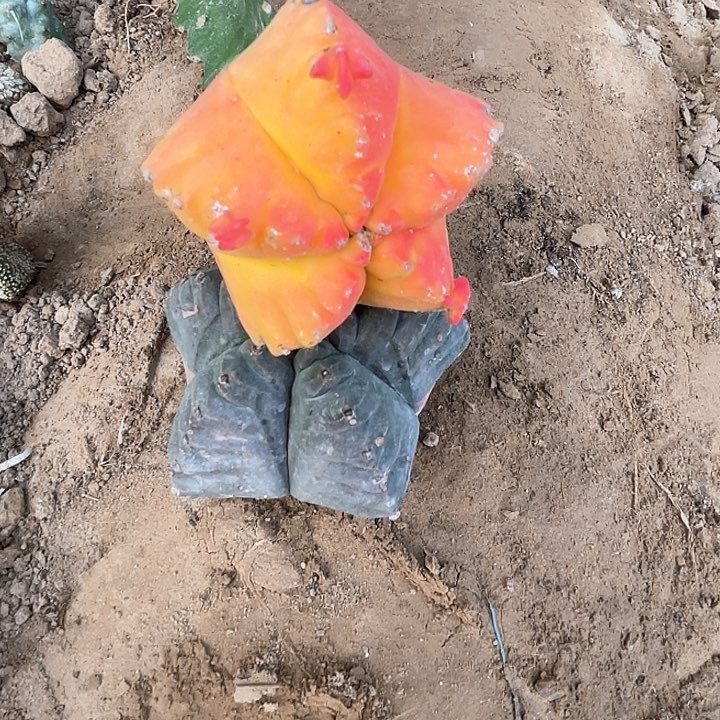 完全开放樊*鸾风玉2