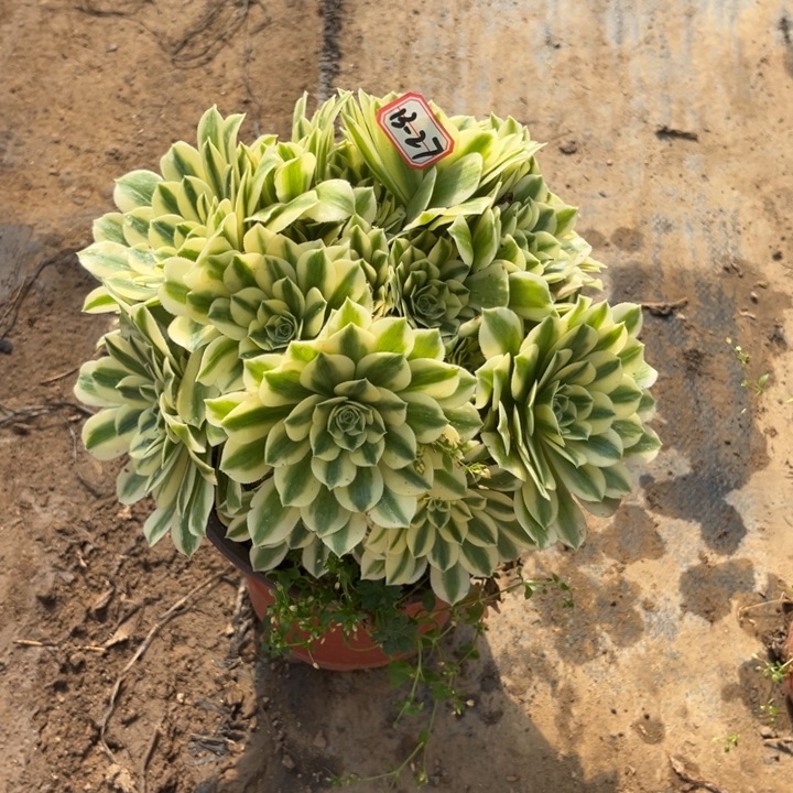 13-27迈巴赫朵朵多肉植物