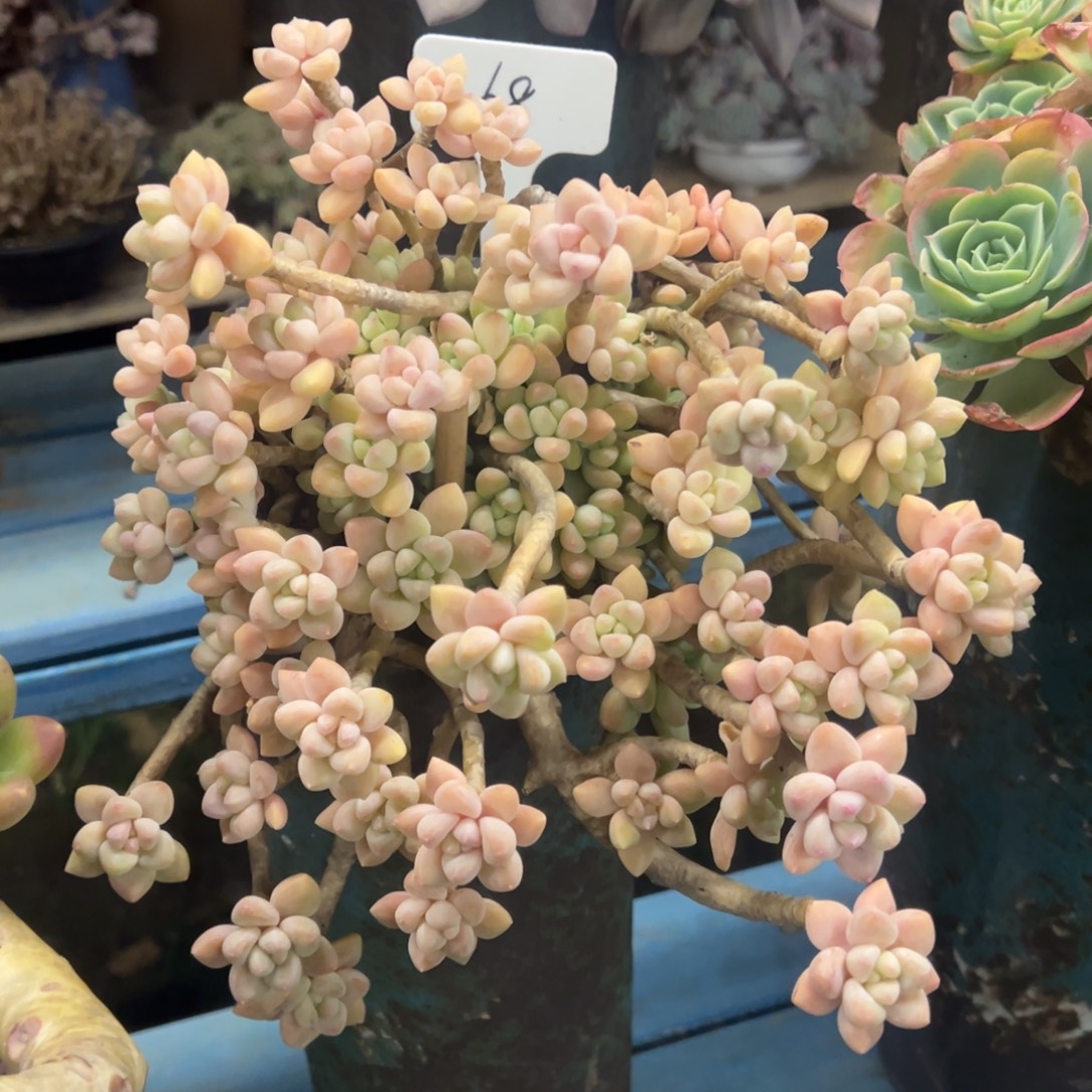 老桩雪酪蛋糕裸肉