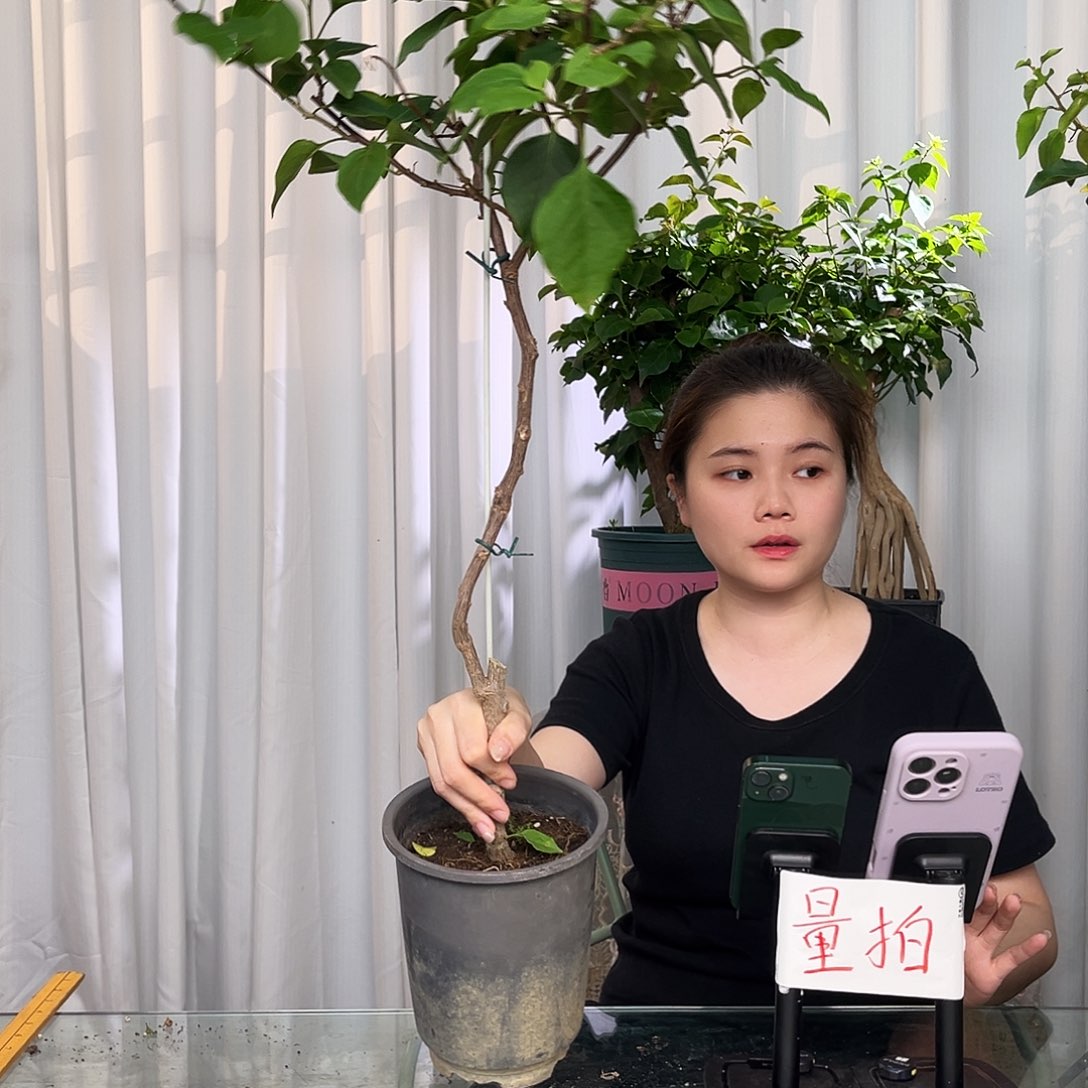当前无花栽培后可以开花绿樱棒棒糖一颗