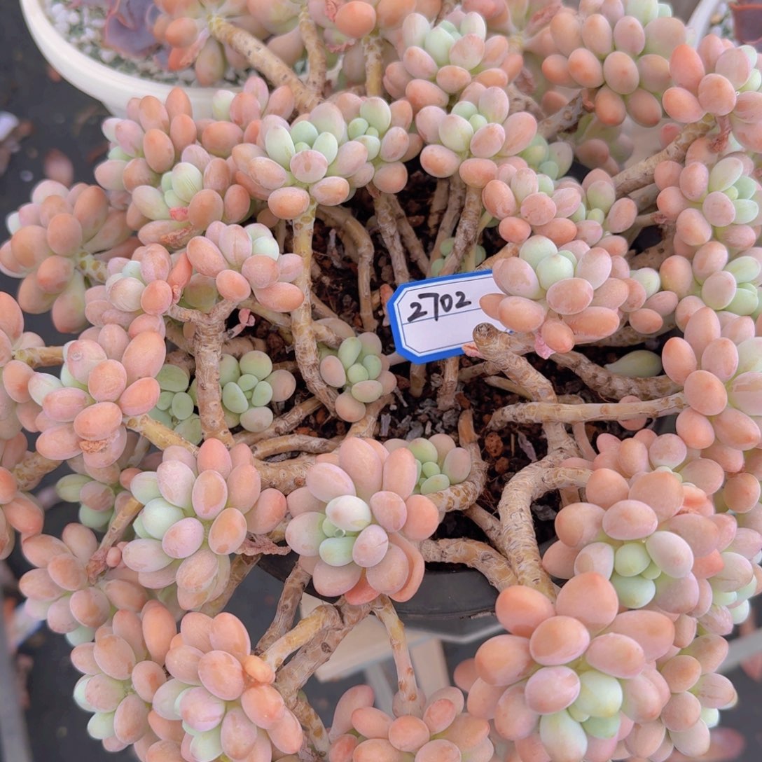 2702达芙妮凡艺多肉