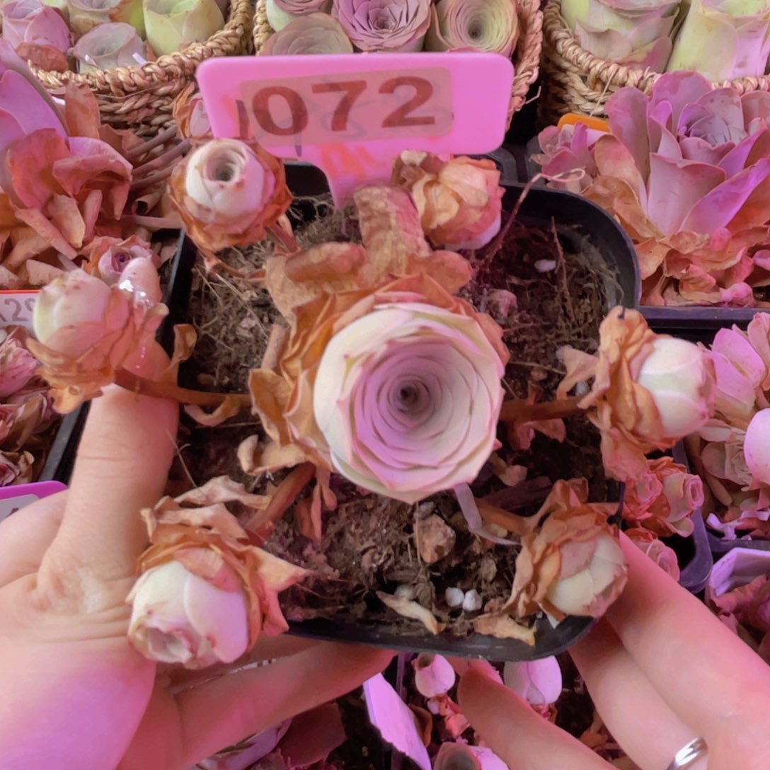 单品一物一拍072号