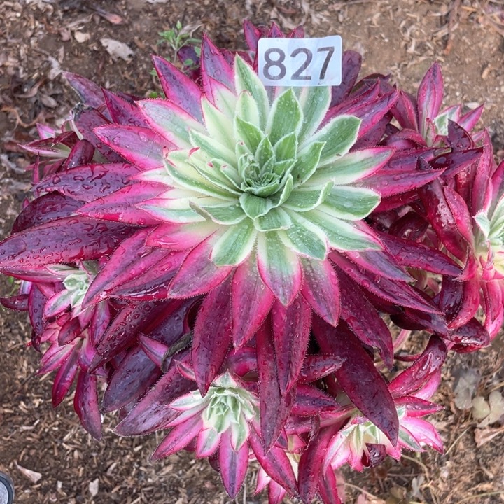 一**哈827多肉植物朱雀