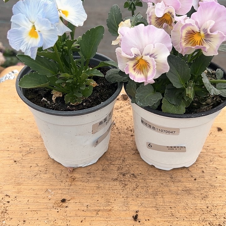 木抖音直播闪拍5/6