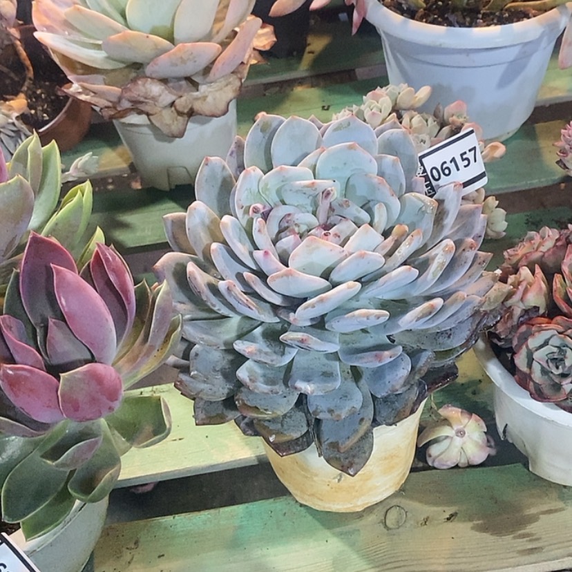 【闪购商品】橙梦露06157