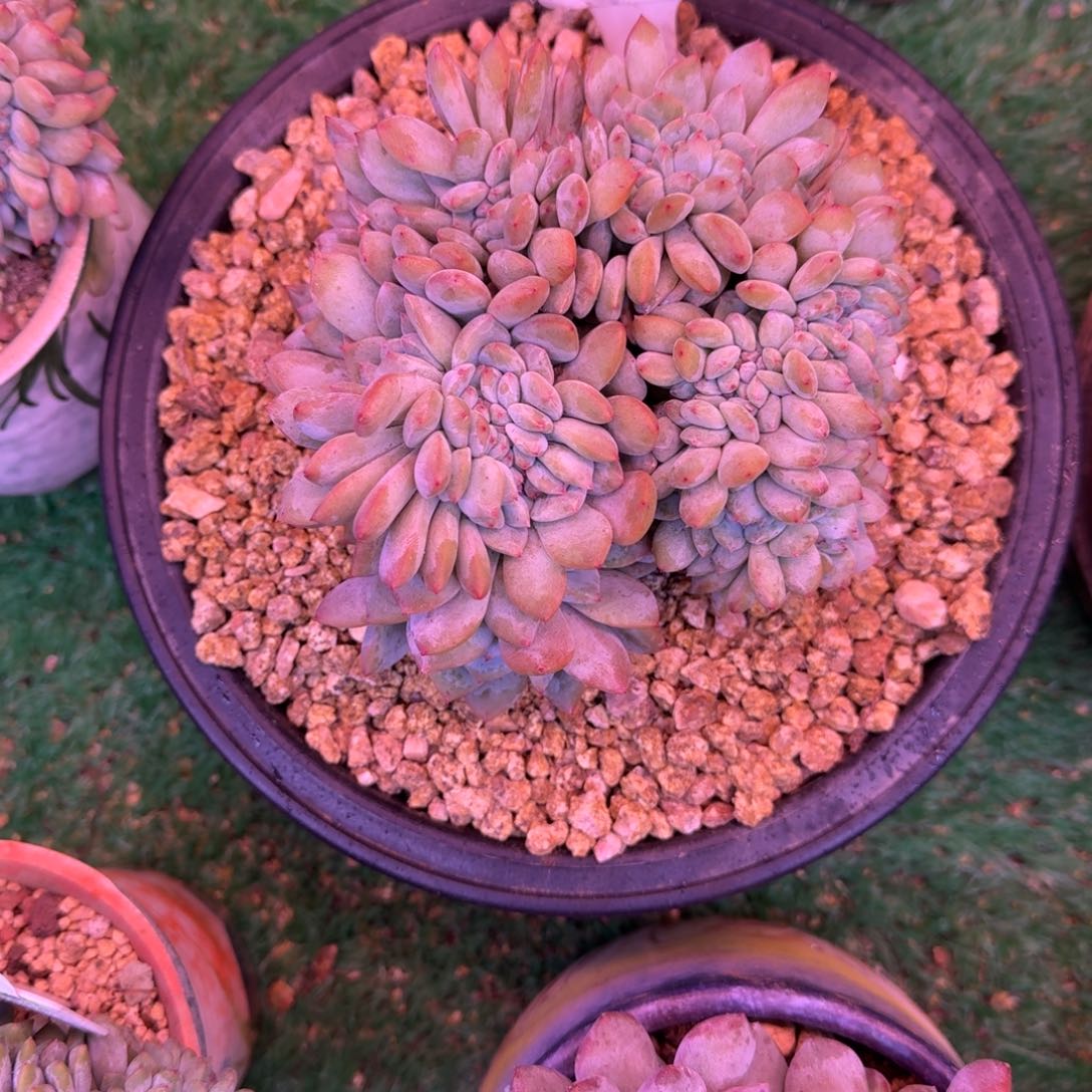 星影缀化无砍多肉