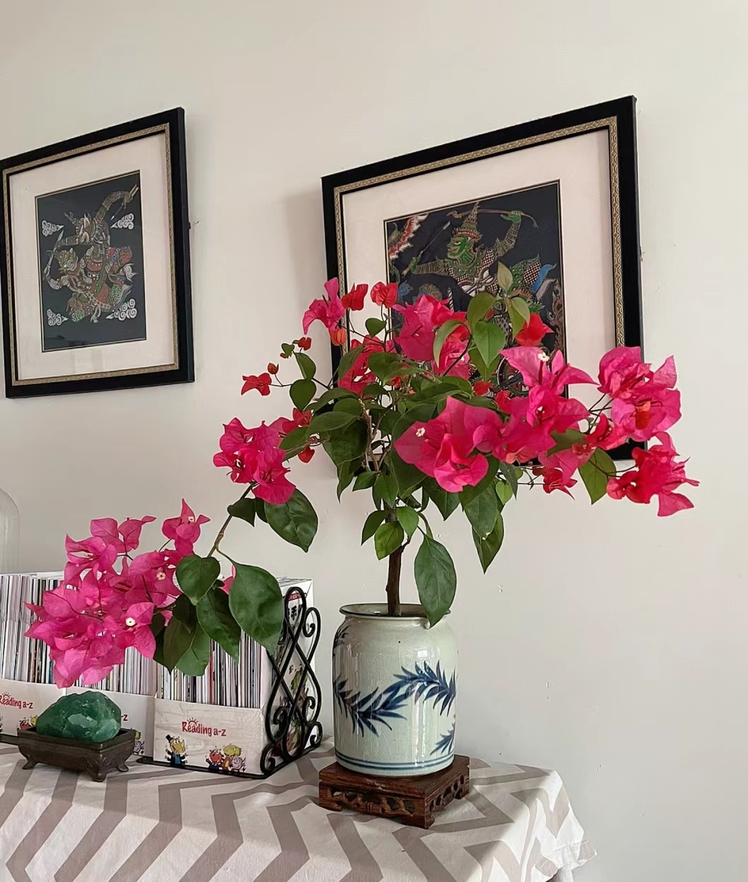 【彩花三角梅0.5组合】室内室外盆栽地栽四季勤花绿植