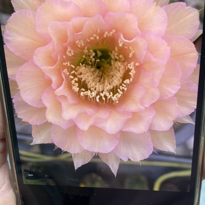 彩草新8侧芽2.5公分左右