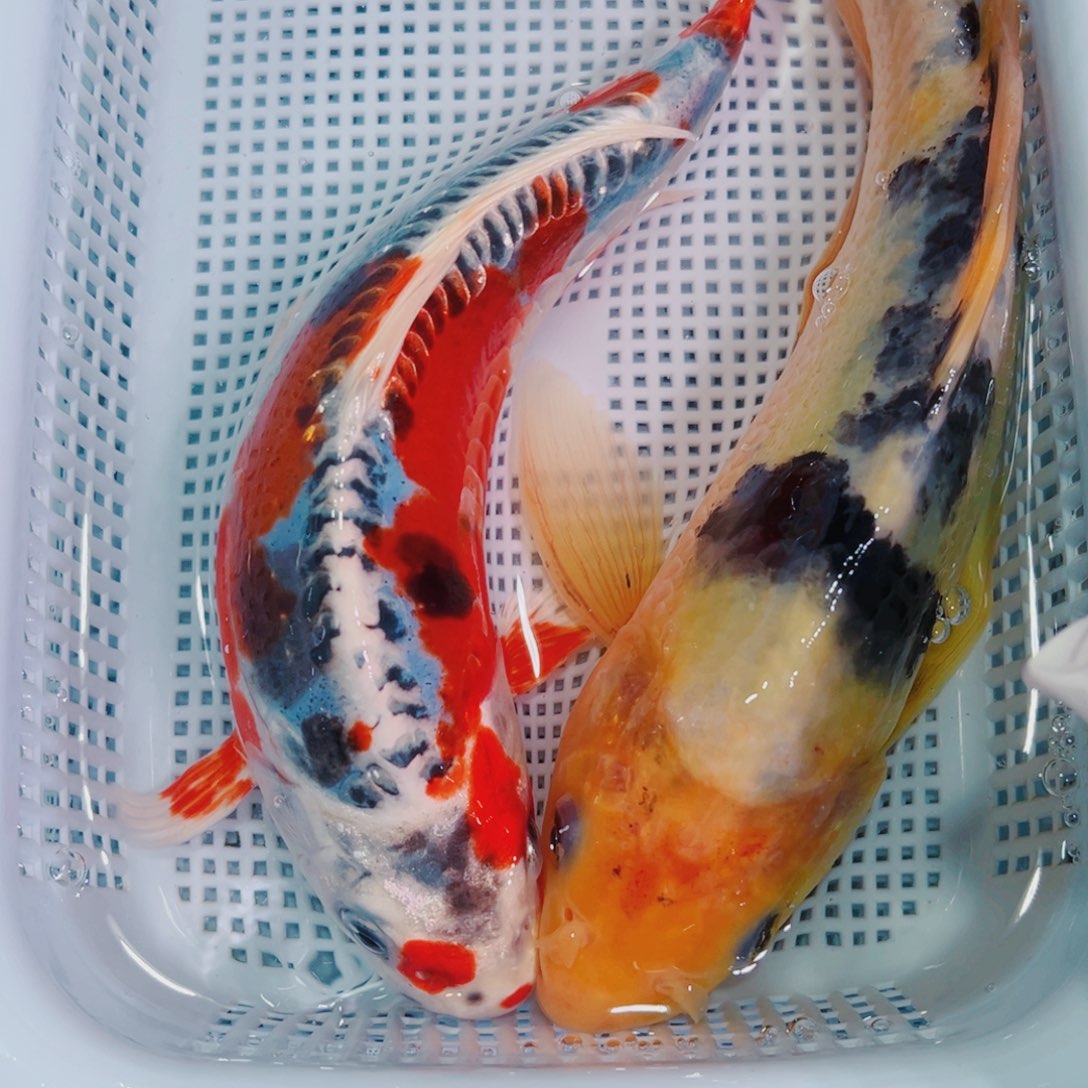 锦鲤锦鲤冷水鱼观赏623