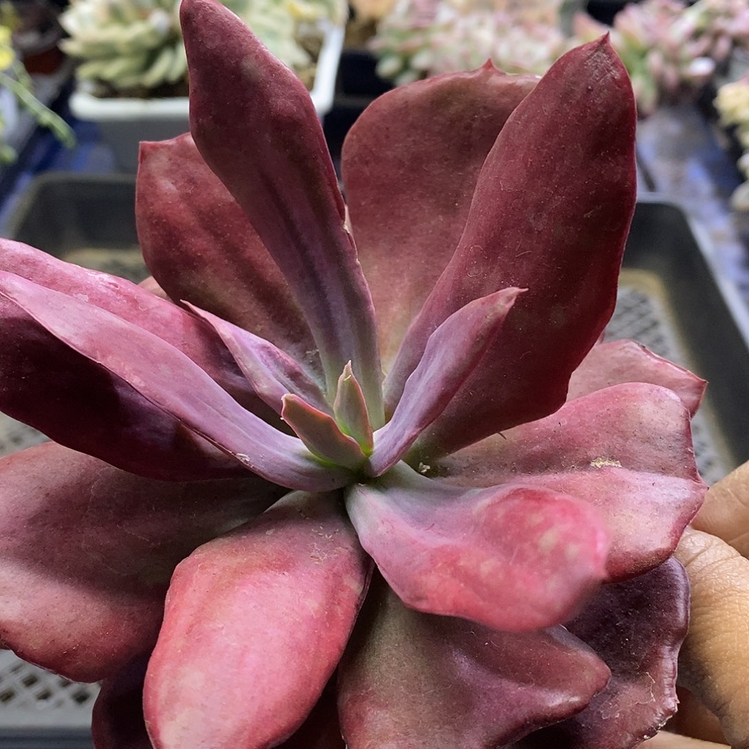 1092钻石锦多肉植物