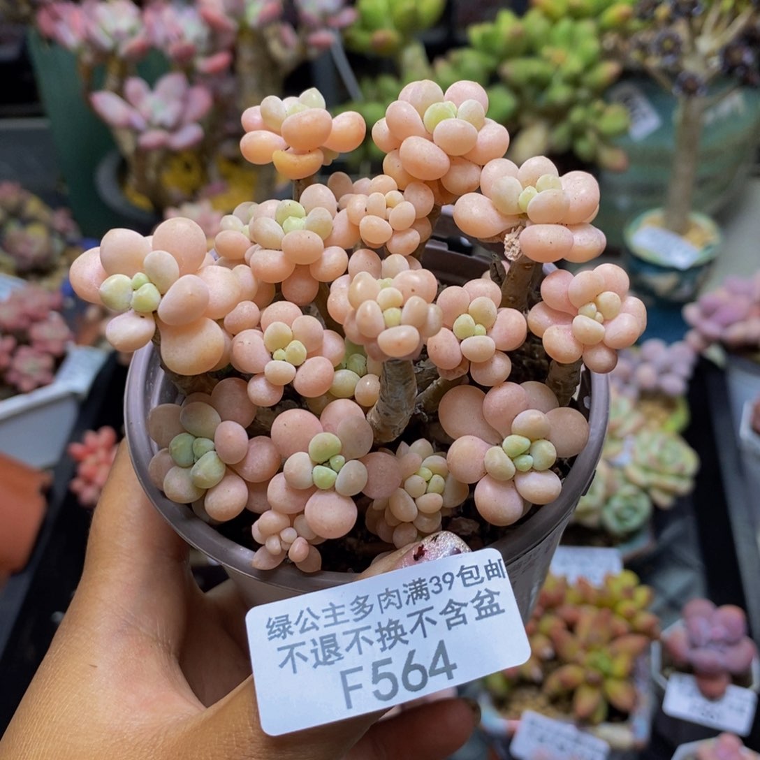 564鱼子酱多肉8c m