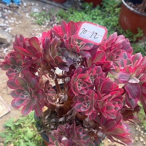 多肉女郎70不包断枝