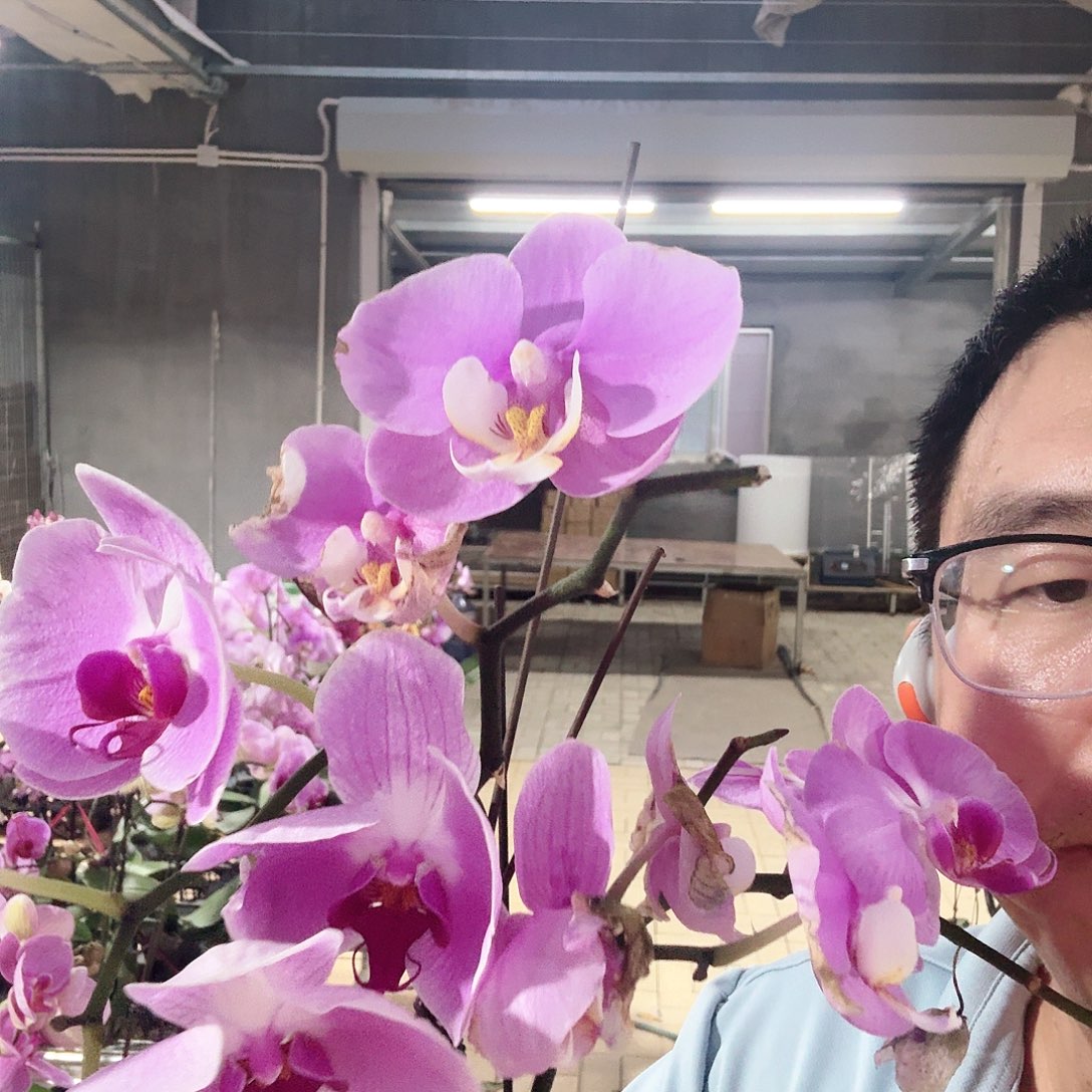 完全开放008安娜仙桃等三颗花后