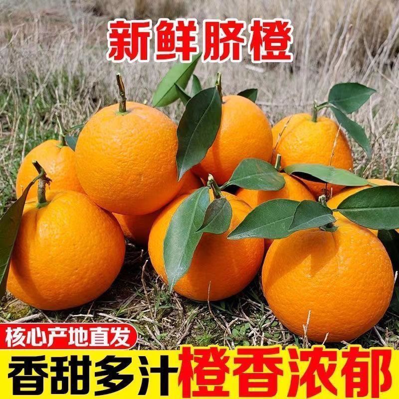 正宗贵州脐橙新鲜现摘应季水果产地直发多汁香甜手剥橙子