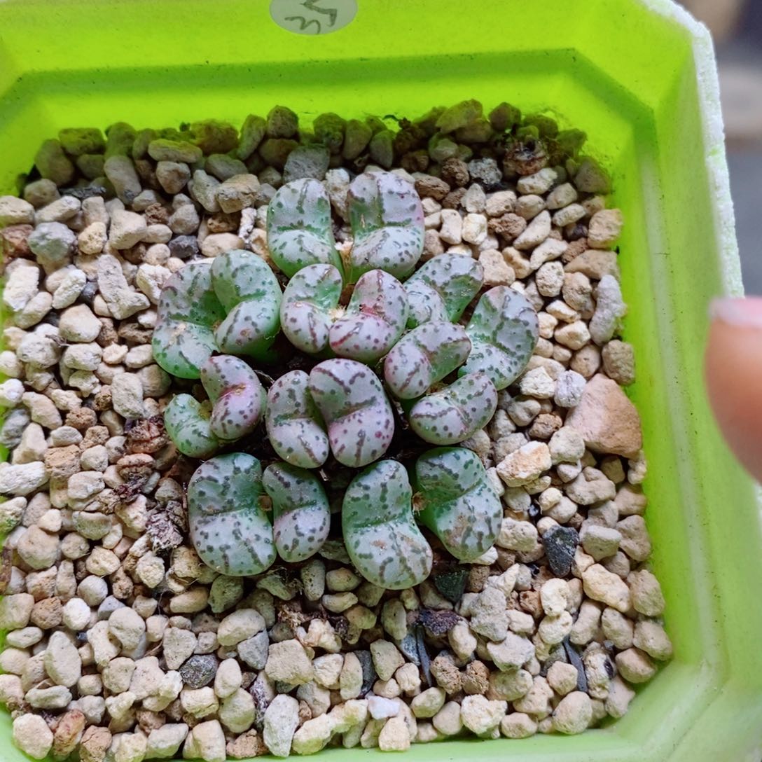 生石花花花花花花花148