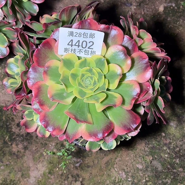 4402特斯拉多肉植物