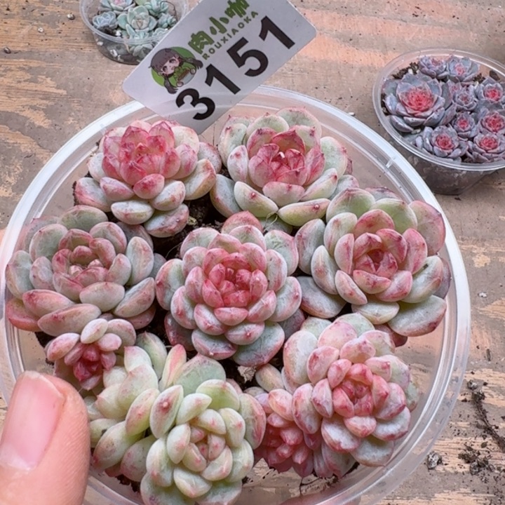 多肉植物多肉植物