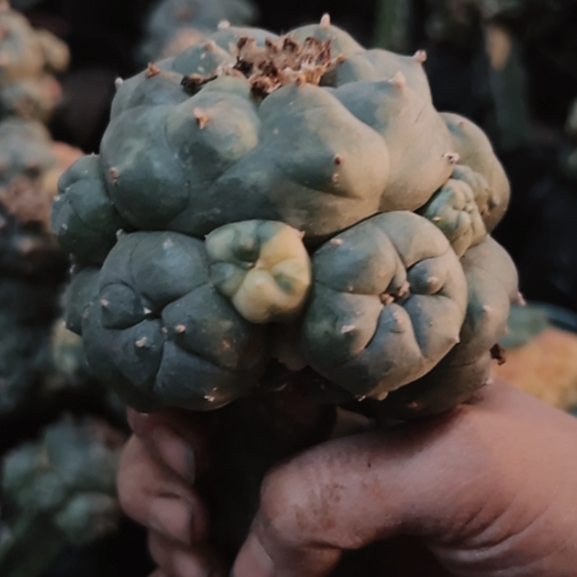 【闪购商品】3077无根