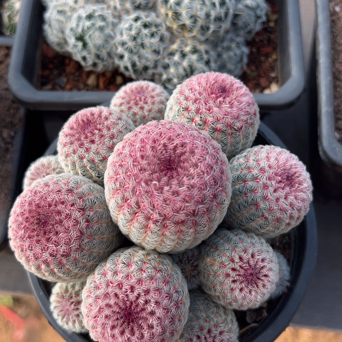 用***7零零落落 零零落落